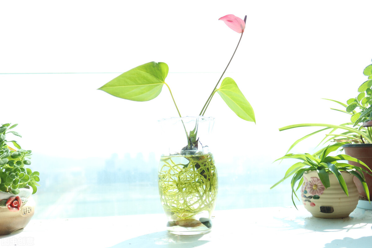 室内水培植物怎样防止蚊虫滋生,除蚊虫的最快的土方法