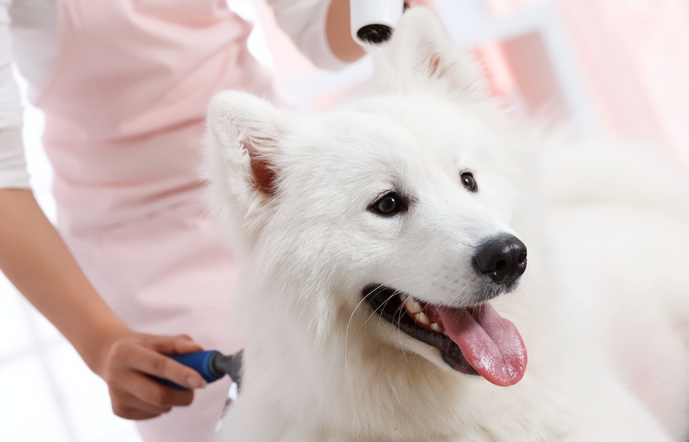 宠物美容加盟店怎么开好呢,宠物美容店加盟哪家好