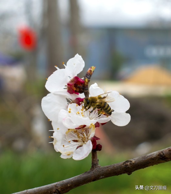 花开花落好运来,春天梅花开好运自然来