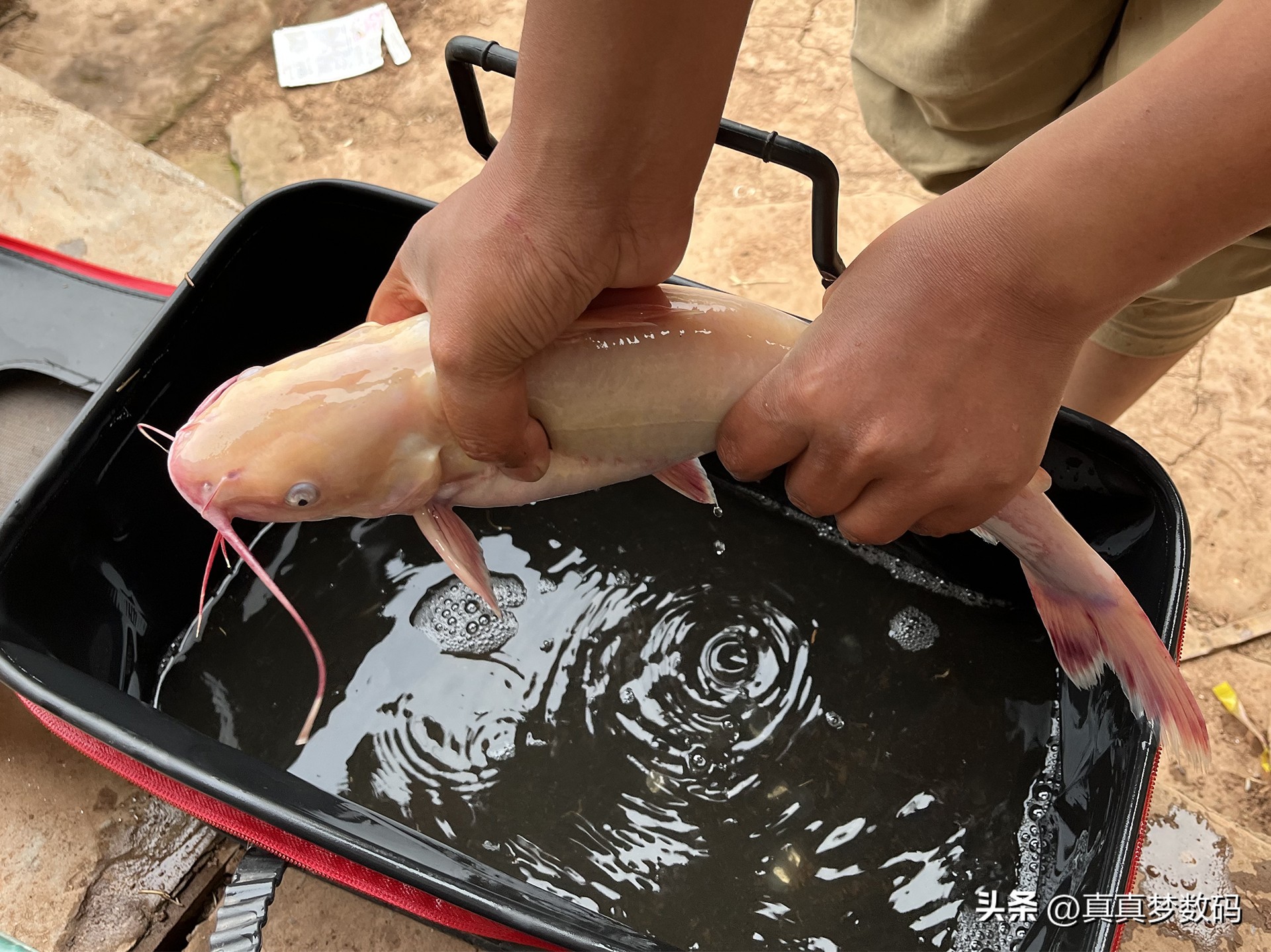 新手路亚要从微物练吗,路亚新手装备泛用竿
