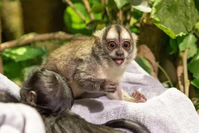 广州长隆野生动物世界有大象吗,广州长隆野生动物世界有多少动物