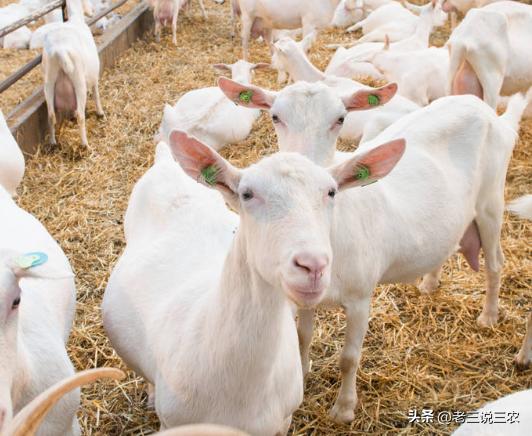 养羊50只第二年能赚多少钱,养羊能年入200w