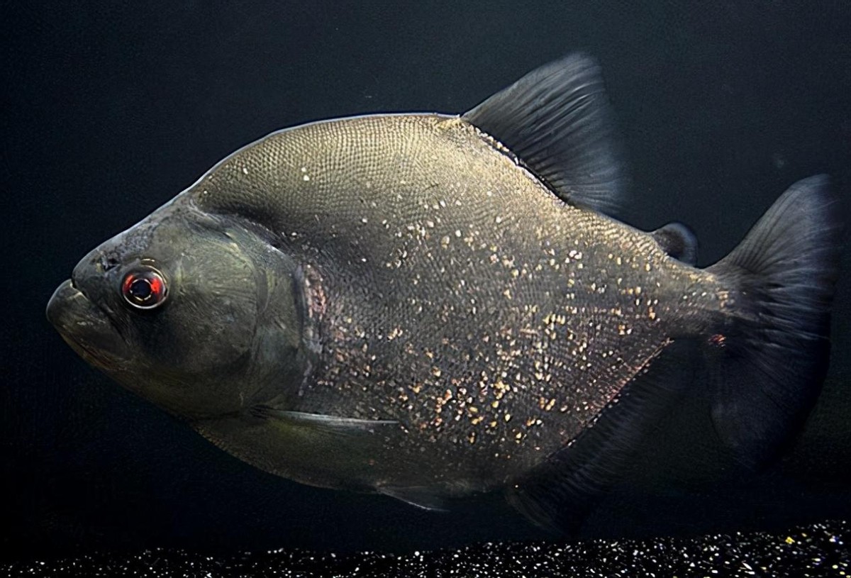 淡水白鲳鱼价格多少钱一斤,淡水白鲳鱼的价格是多少钱一斤