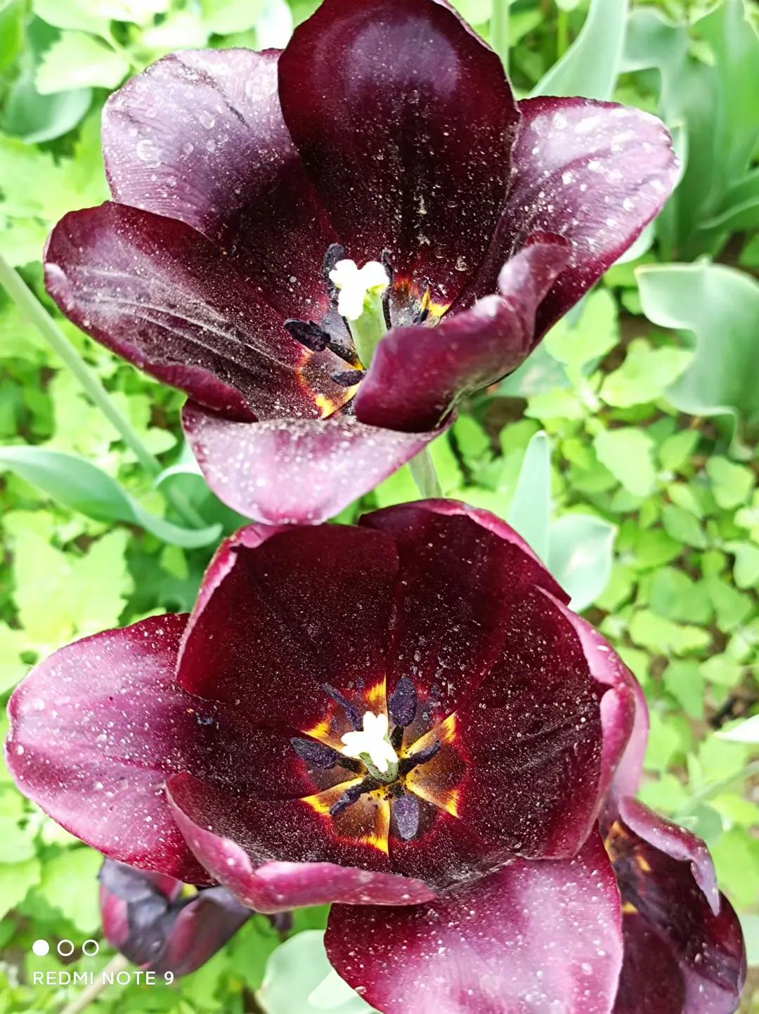 穿行在绿树和鲜花中，这辆开往春天的列车，你坐过了吗？