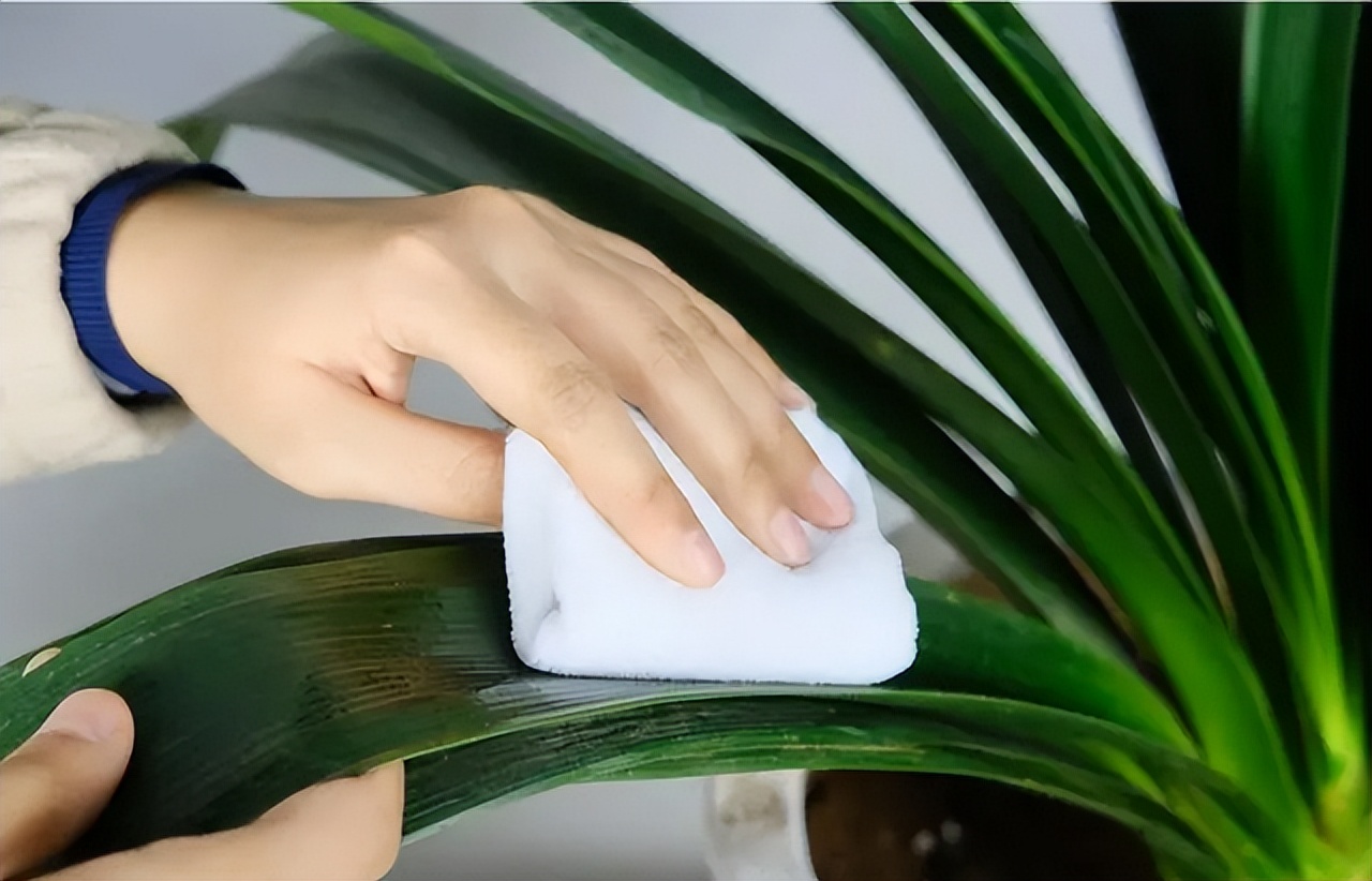 用啤酒浇花容易生虫子么,用啤酒浇花适合哪几种花