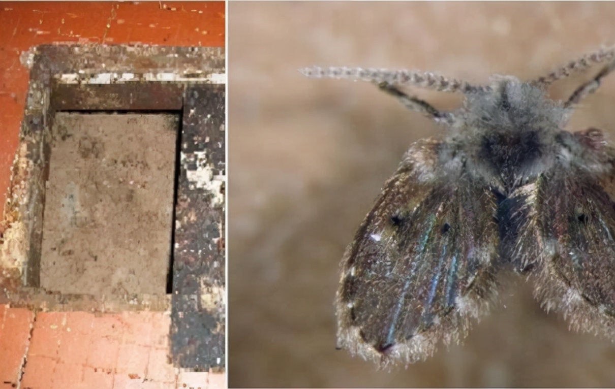 卫生间小飞虫蛾蚋的危害,卫生间小飞虫有多可怕