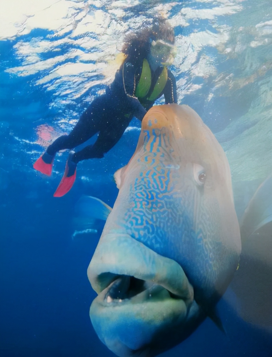世界上最壮的牛照片,世界最壮的牛图片