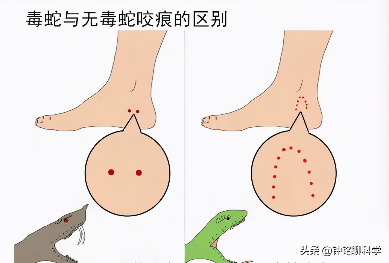 蛇的报复,蛇的报复结局