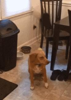 领养狗狗领什么狗最好 (领养和购买宠物狗的区别)