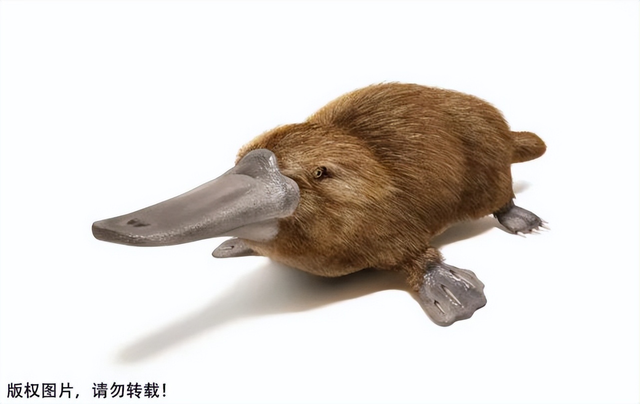 一鸭难求,一鸭难求可达鸭身价暴涨