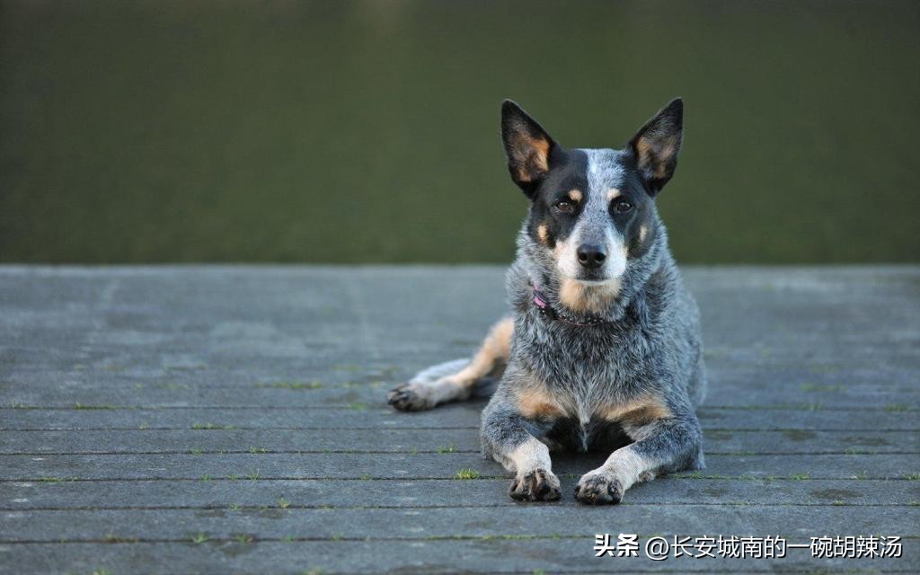 世界名犬排名前100图巴哥犬,世界名犬约克夏价格