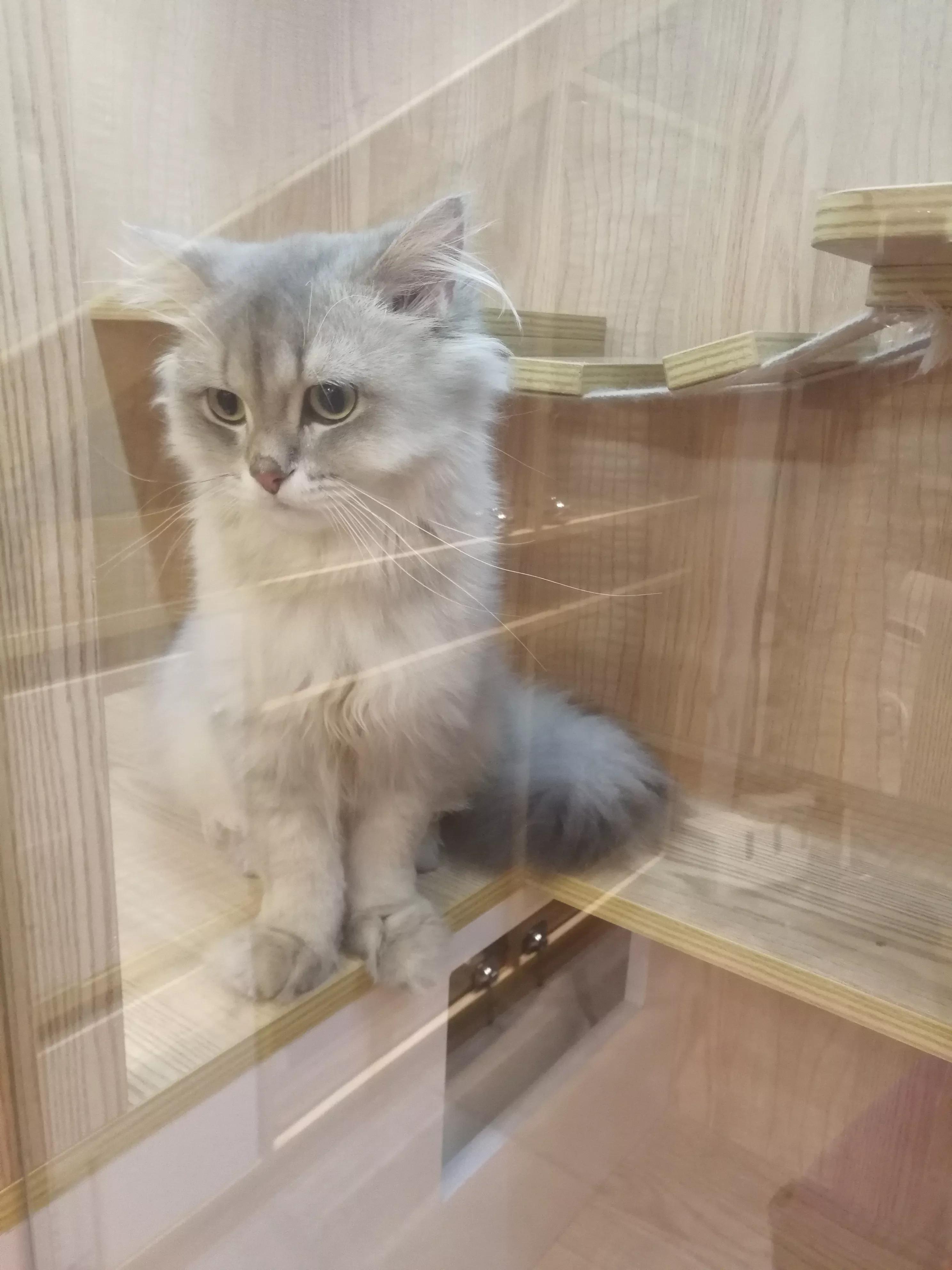 逛猫舍女主人触景生情和养猫阿姨相聊甚欢