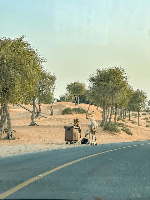 哈伊马角利兹卡尔顿,哈伊马角沙漠丽思卡尔顿酒店