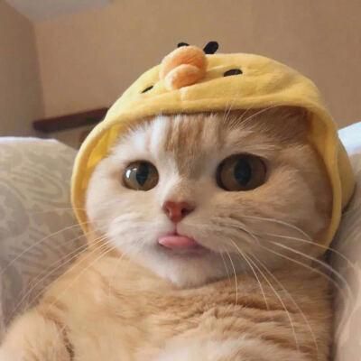 养猫常识100条,养猫必知的十条冷知识大全