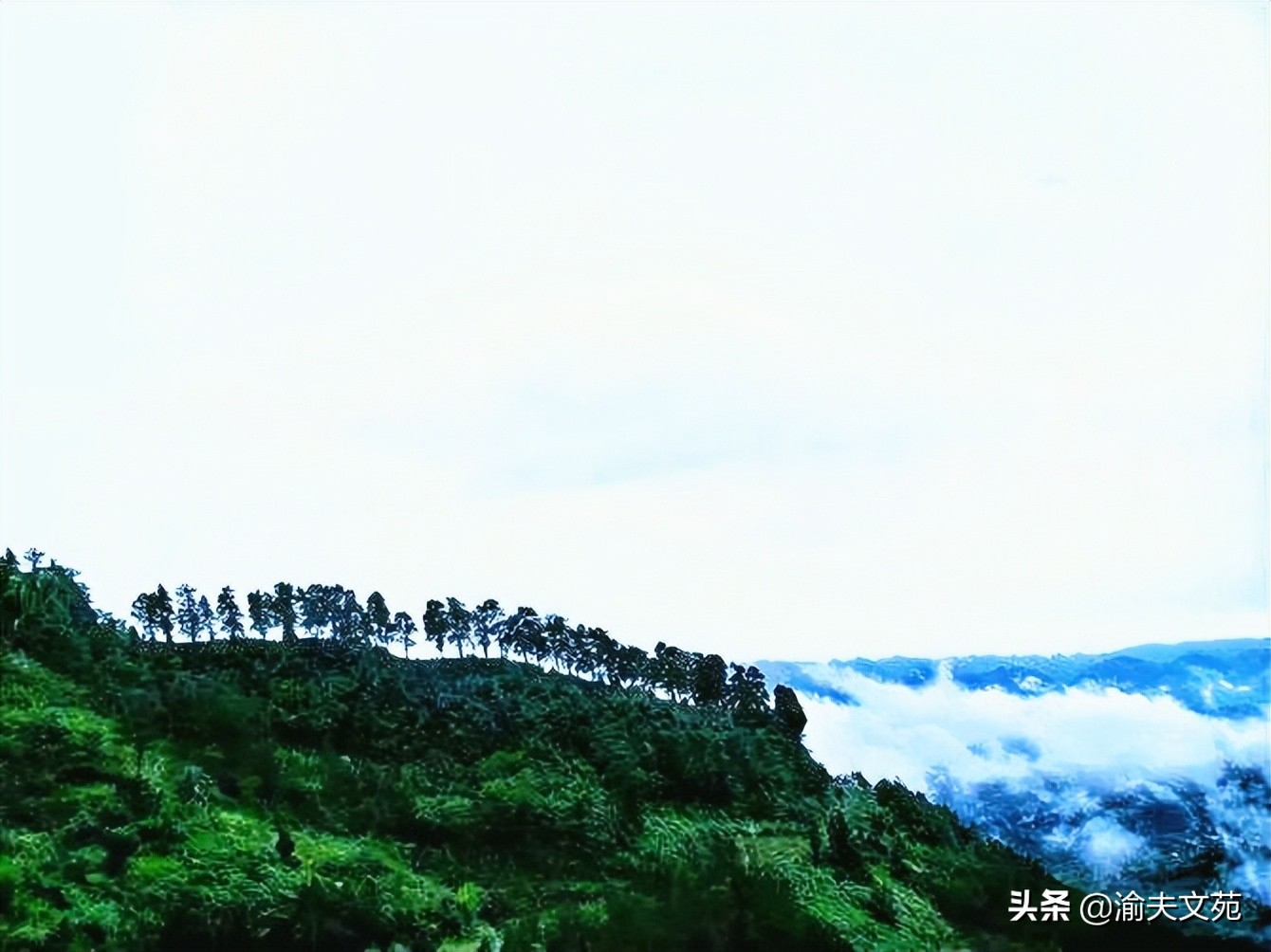 秋虫读后感50个字三年级,秋虫文章