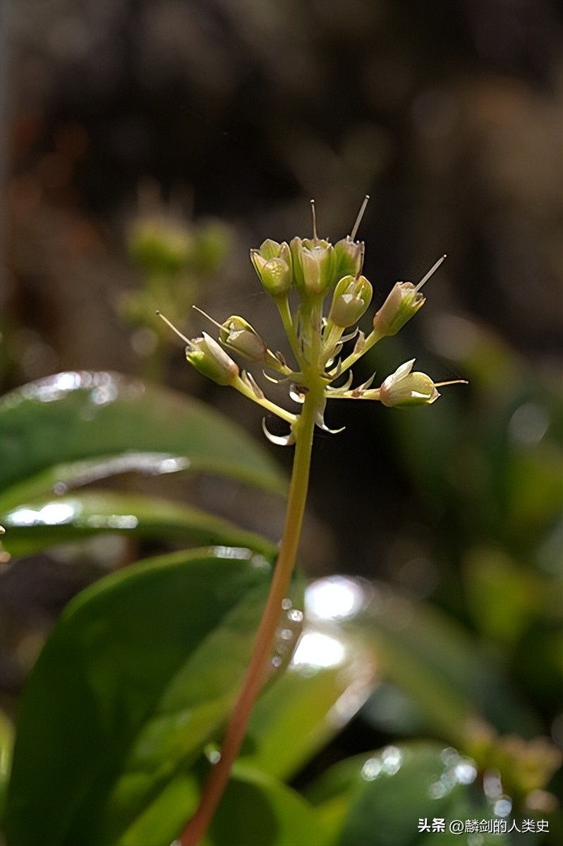 杜鹃花目杜鹃花科植物,杜鹃花属植物一览表图