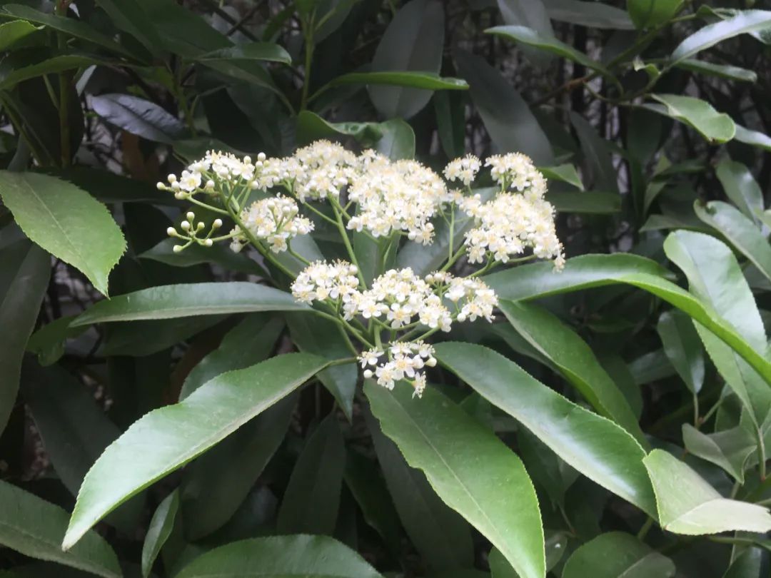 石楠花很臭为什么满大街都种呢,石楠花那么臭为什么要种那么多