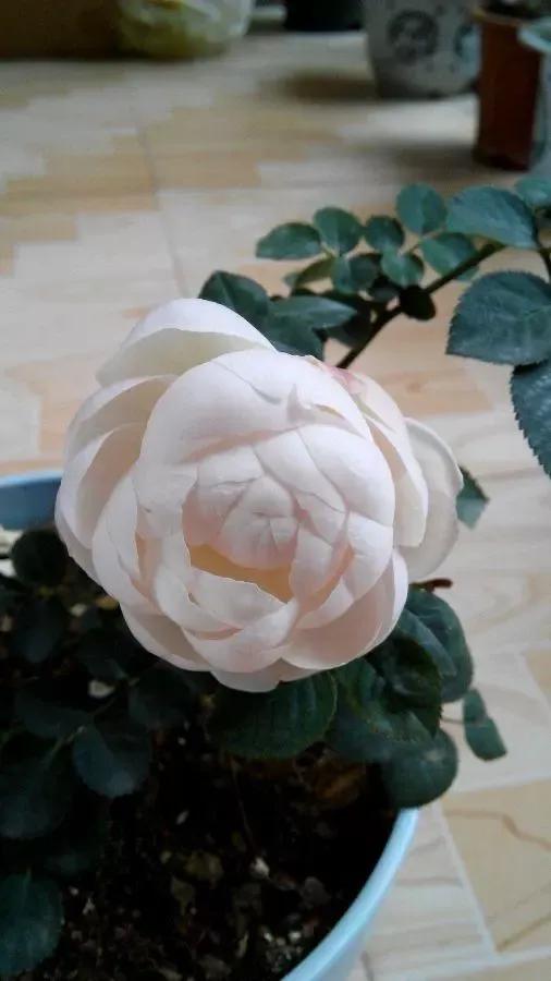 常见切花月季一览（40）（接上期）