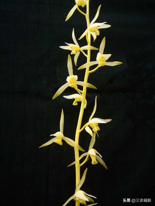 兰花花艺双全品种图,兰花花艺双全品种