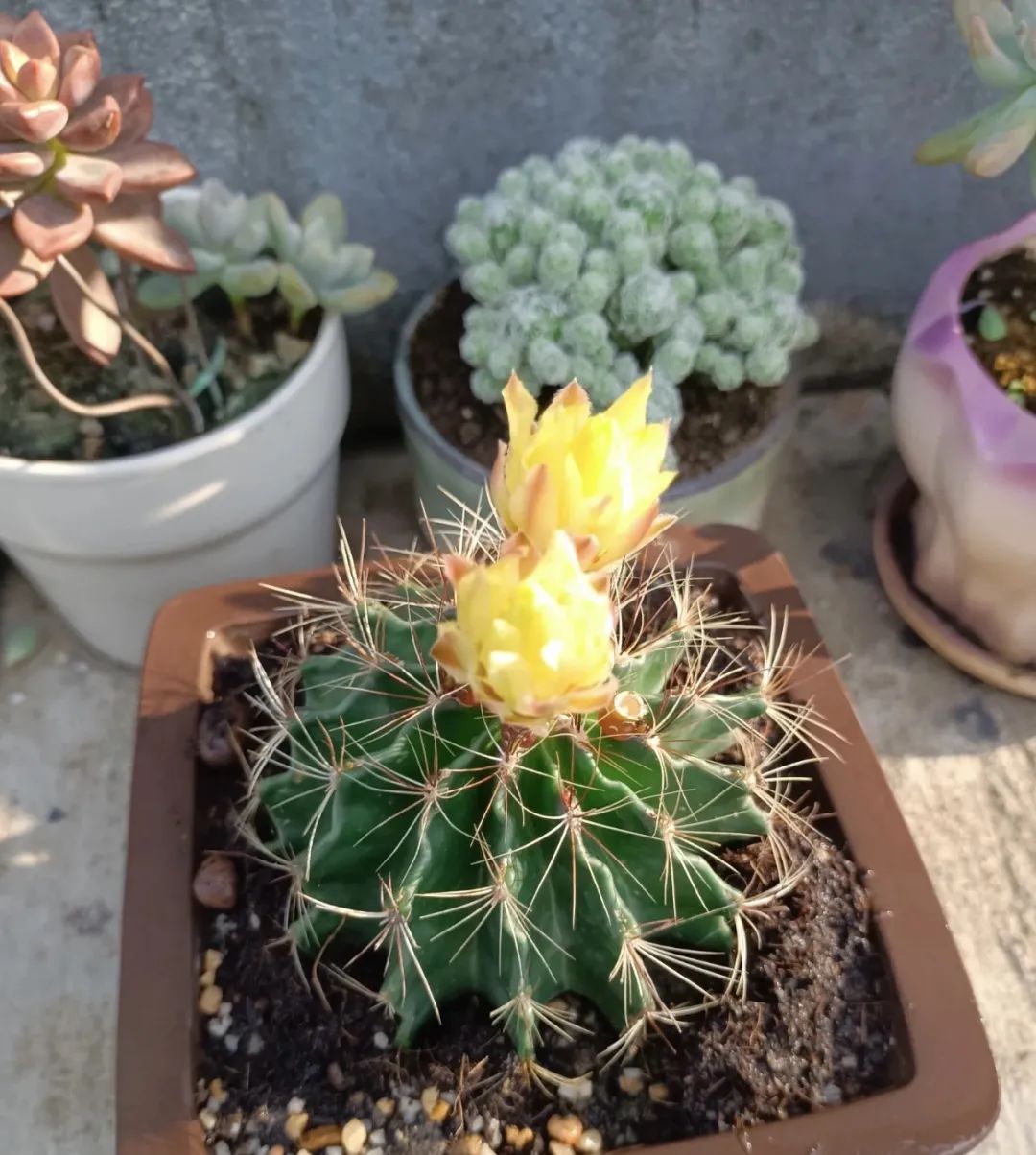 十种不适合浇水的花,长期缺水的花如何浇水