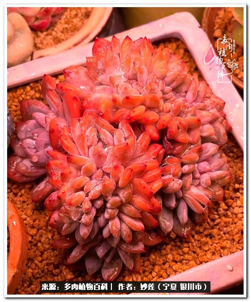 世间繁华三千不如一隅清欢,世间繁华三千不如有一院清欢