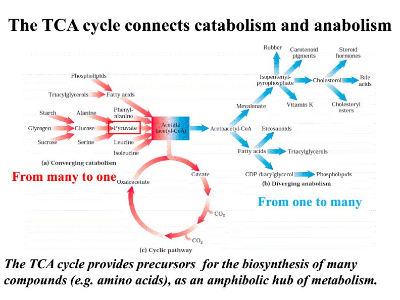 运动营养方面的知识,力量训练后补充哪些碳水