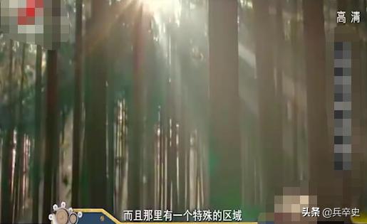 野猪林诡异事件,野猪林神秘事件