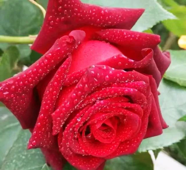 甲友心声——时光不老，终将一寸一寸地治愈我