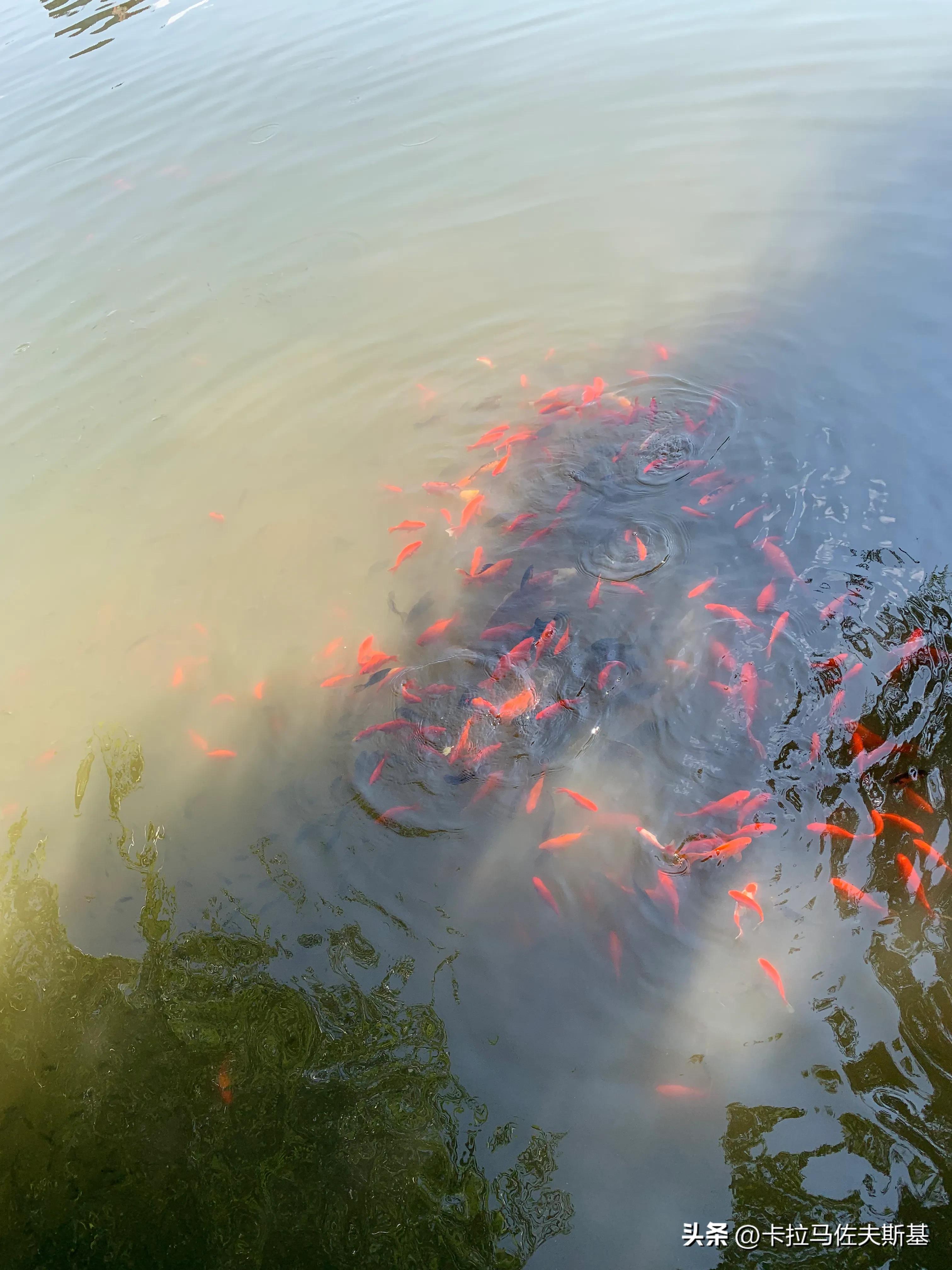 为什么要去云南腾冲芒市瑞丽旅游,芒市瑞丽腾冲旅游五一