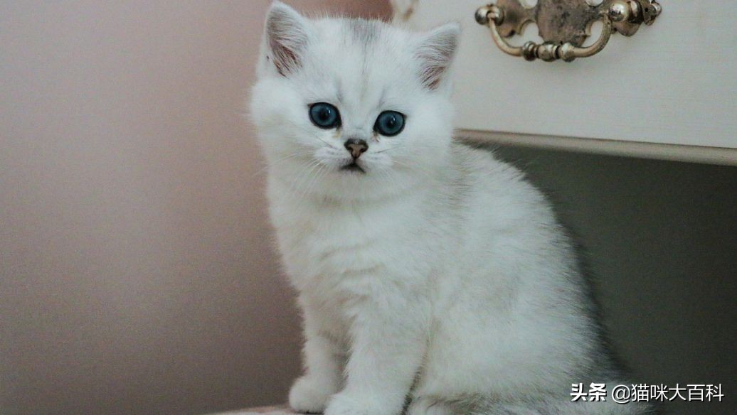 猫咪新手推荐品种有哪些,猫咪有哪些品种推荐养