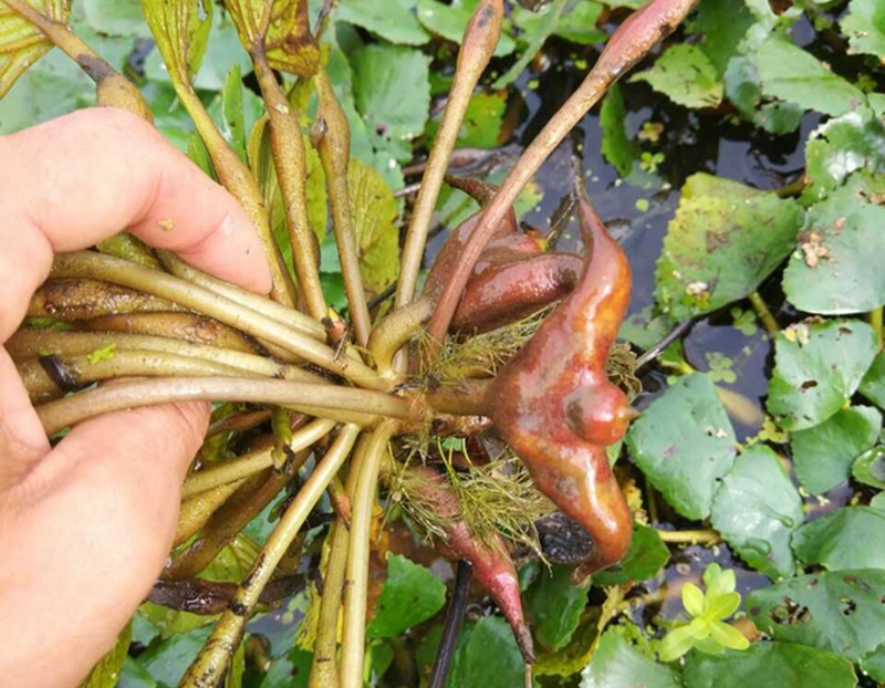 可以吃的野菜大全100种图解,教你认识100种野菜