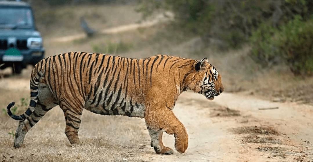 野外霸主！老虎无敌战力！