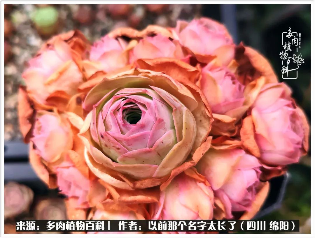 夏天山地玫瑰,小清新山地玫瑰