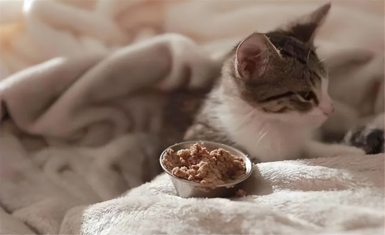 把猫咪关笼子里2个月,把猫咪关外面一晚上冻死了