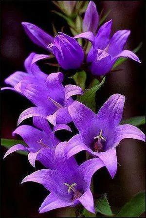 这二十幅极品花卉越看越醉,超好看又耐看的花卉图