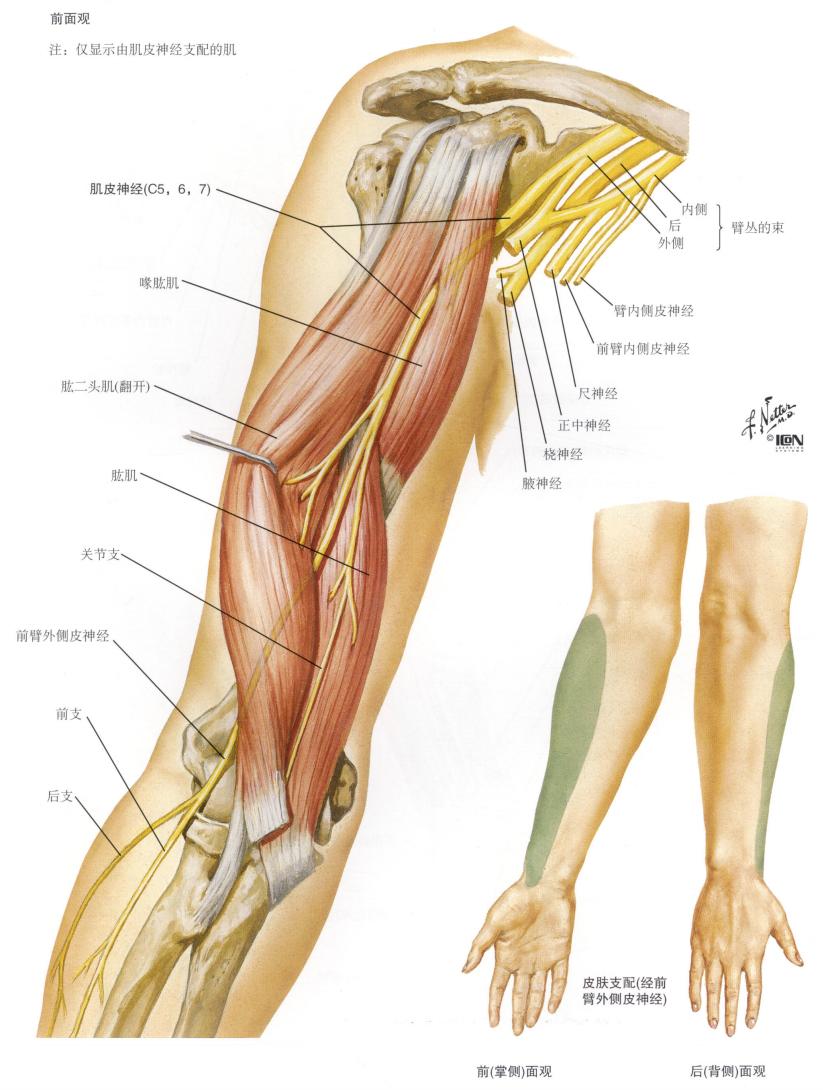 脊神经支配区域解剖图简图,脊神经及其分支的支配范围