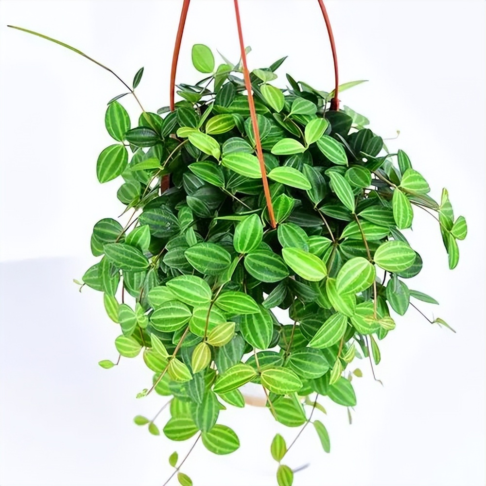 翡翠碧玉椒草,钻石翡翠白脉椒草的寓意