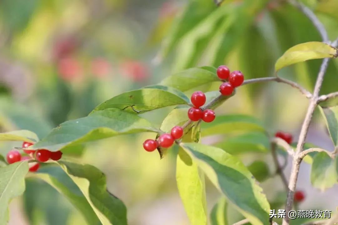 回首2022，一路风雨，沧州英华办学成果亮点丰硕！