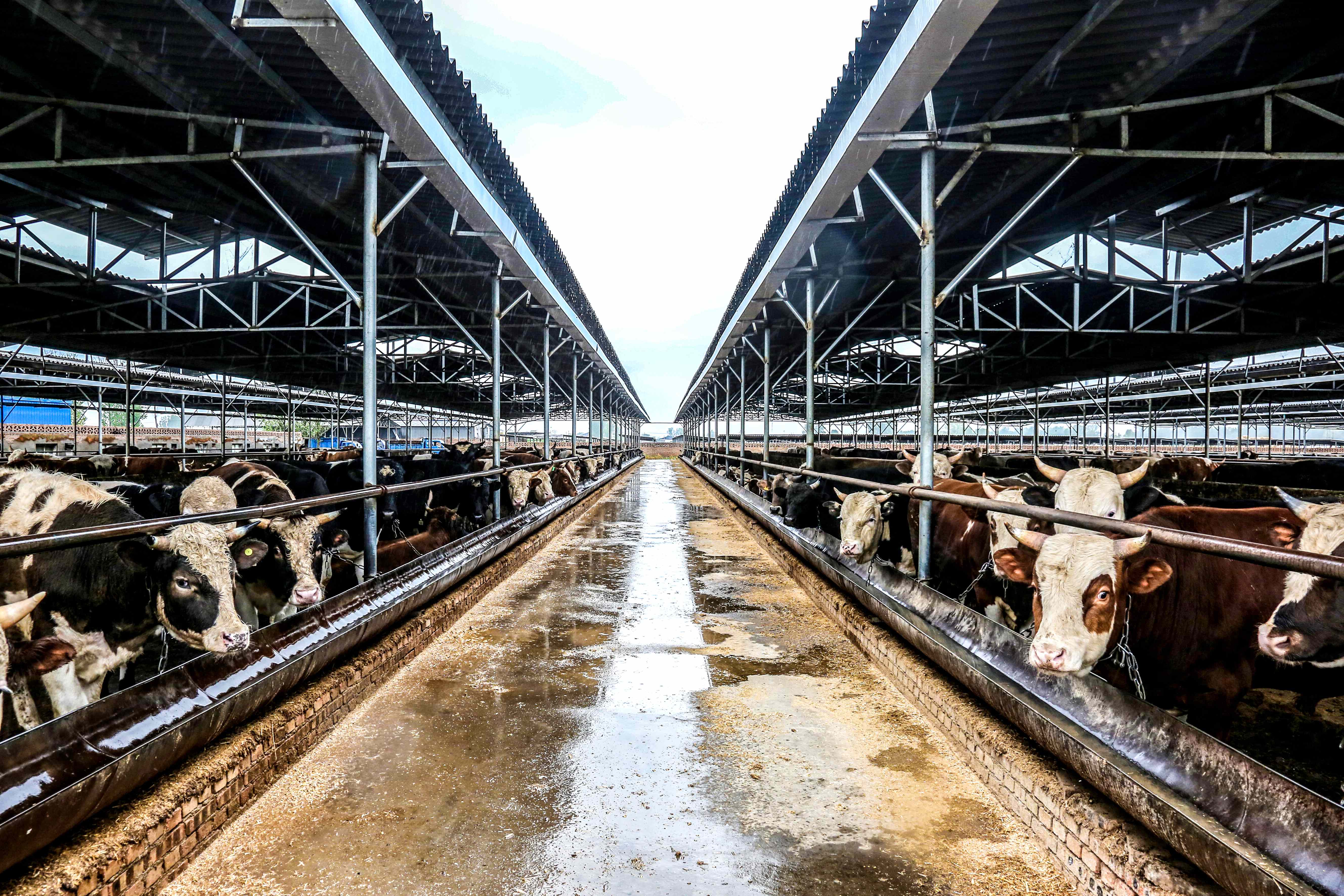 山西晋牛贷,山西养牛贷款需要什么条件