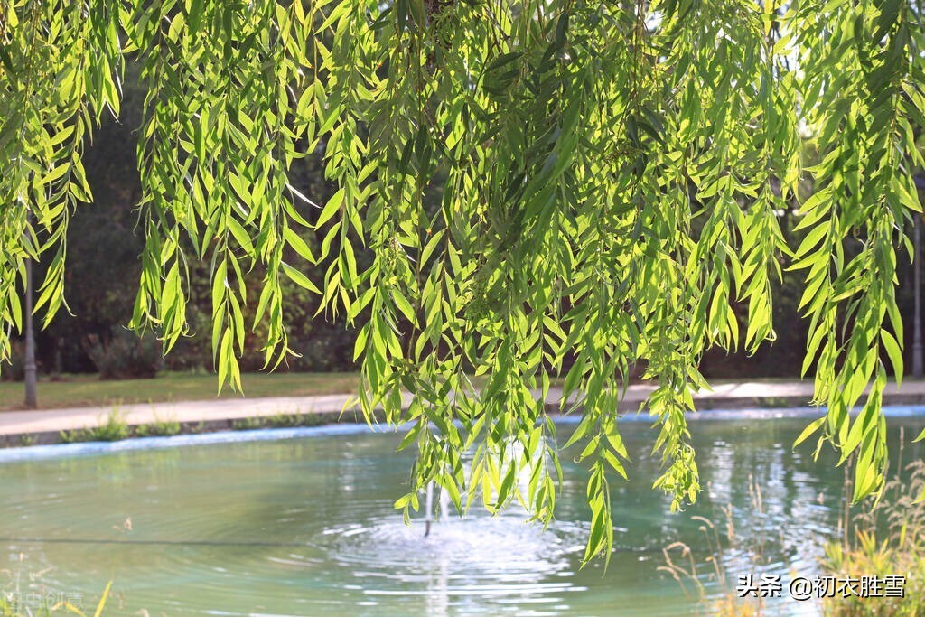 关于夏天柳树的诗句古诗句,关于夏柳树的诗句