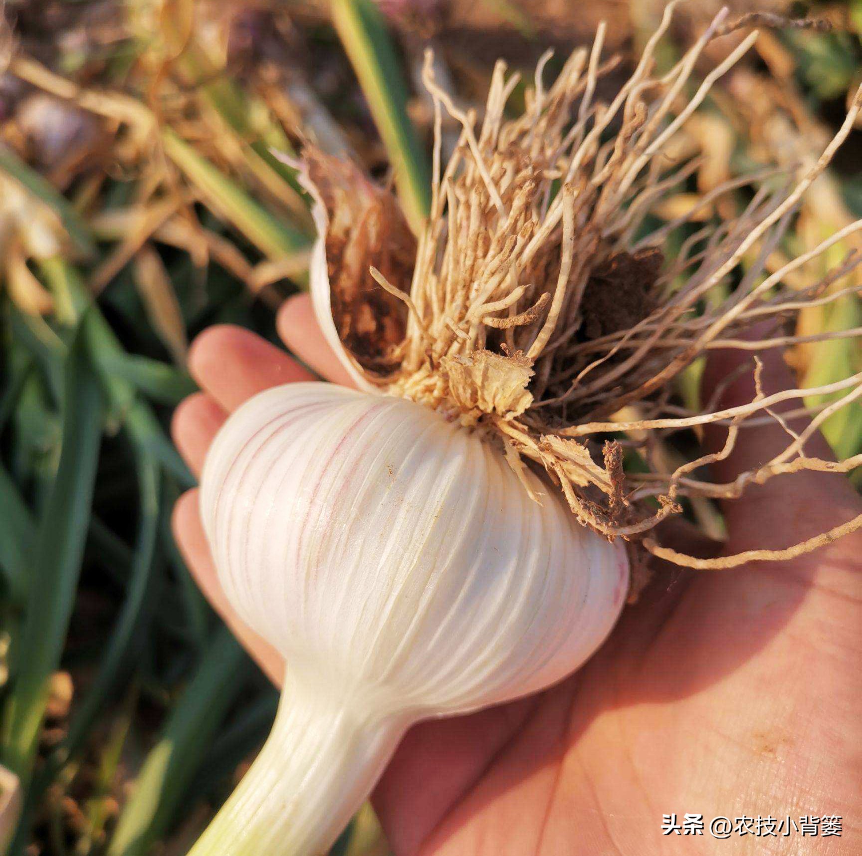 种植大量的大蒜怎么储藏,大蒜长期保鲜储存的正确方法
