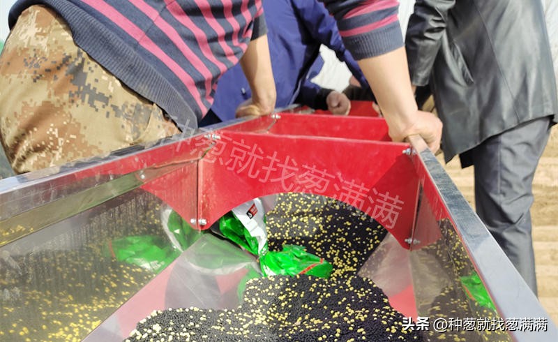 葱上的虫子是什么样,葱的根部生白色虫子