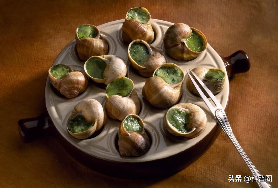 法国蜗牛非洲蜗牛,法国蜗牛与白玉蜗牛