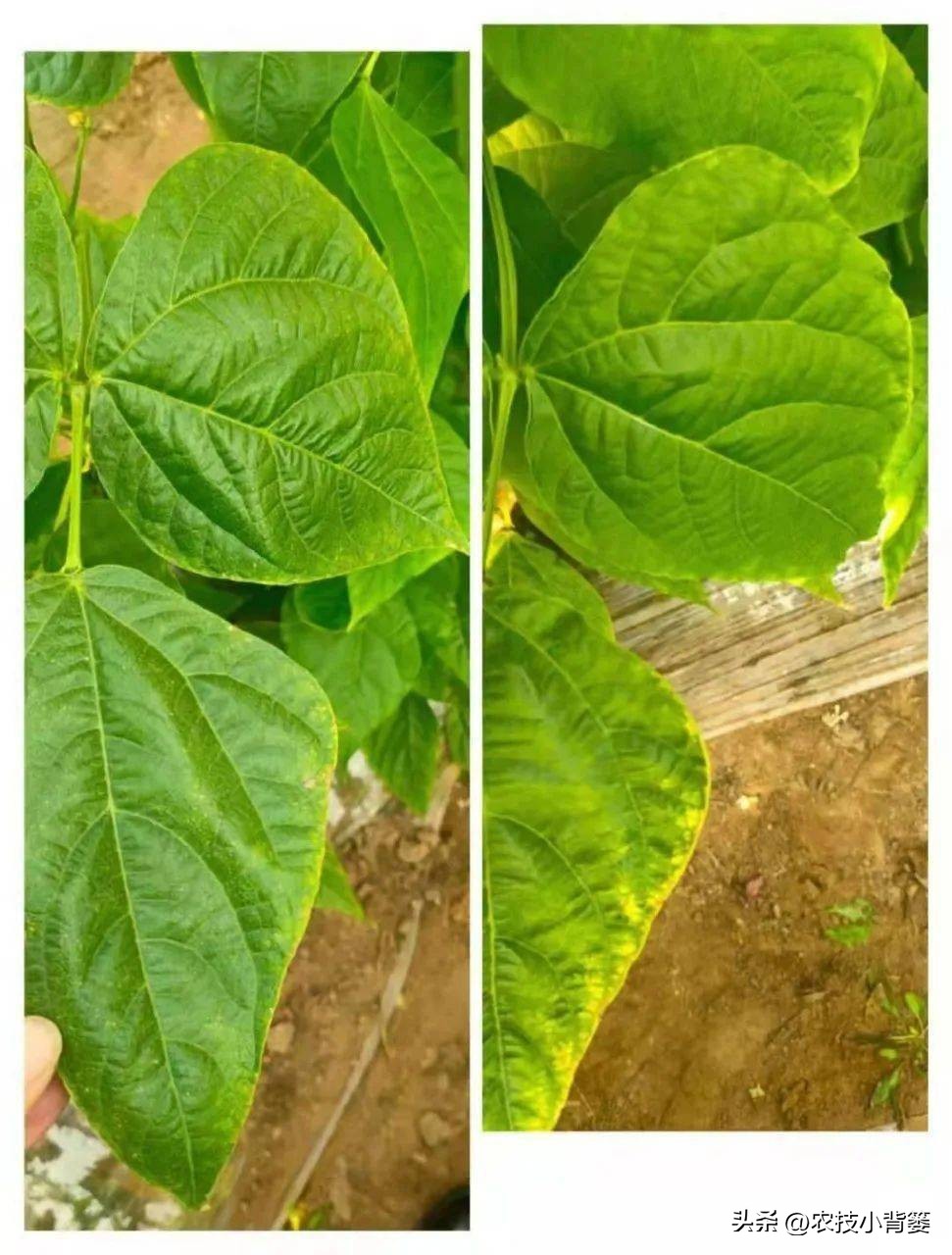 一招教你辨别真菌性病害,作物细菌真菌病毒轻松辨别