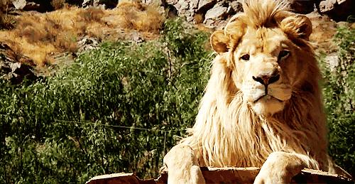 草原之王狮子怕马赛人,狮子怕马赛人还是草原霸主