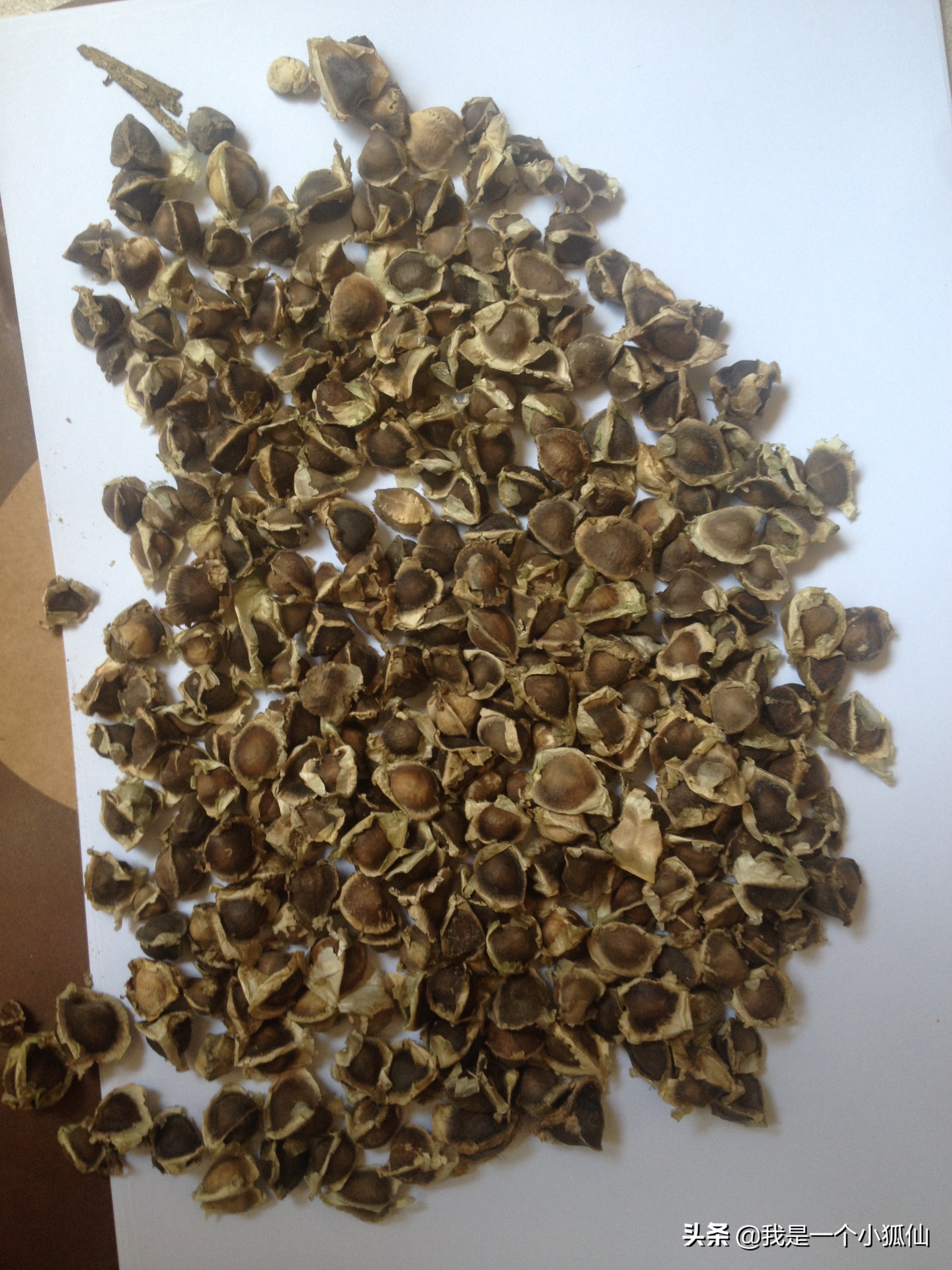 我在非洲安哥拉采辣木籽（我在安哥拉的日子313）