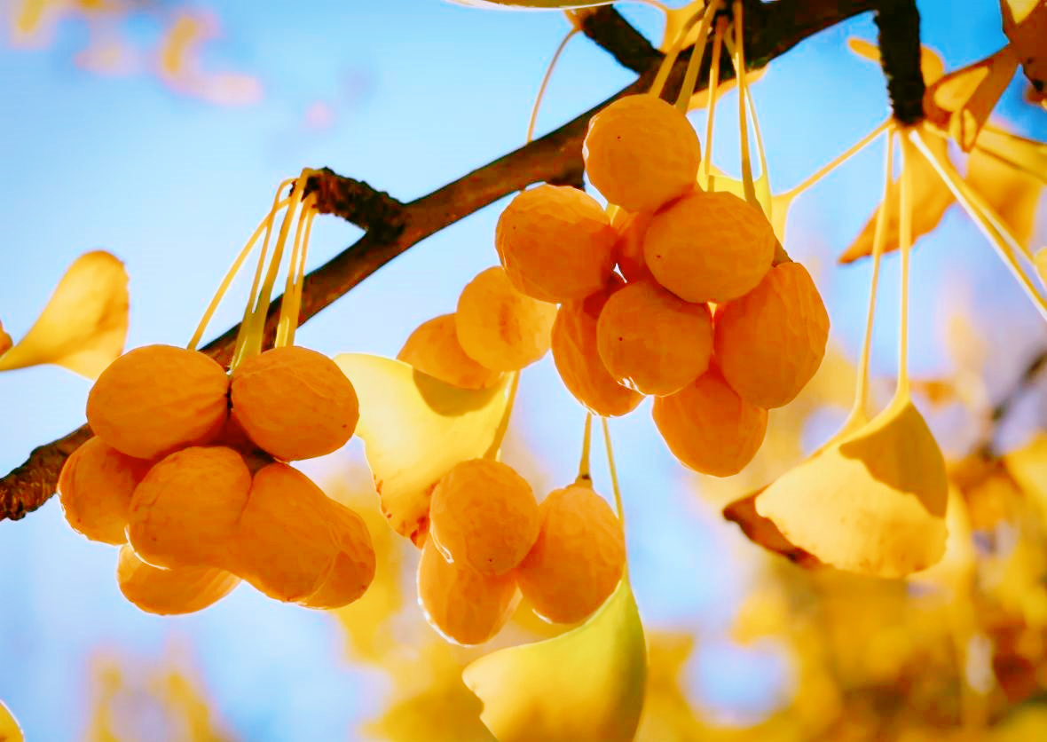 银杏树价格一落千丈,银杏果的价格90年代