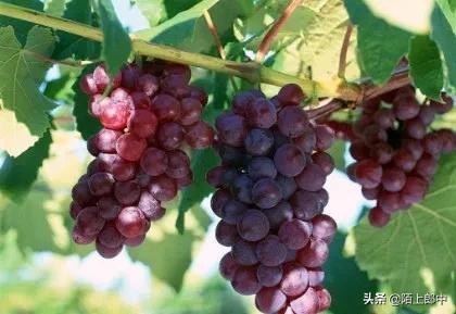 孕妇贫血吃什么补血最快能缓解,孕妇地中海贫血吃什么药补血