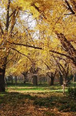 泰兴市百年银杏树,泰兴银杏树受保护么