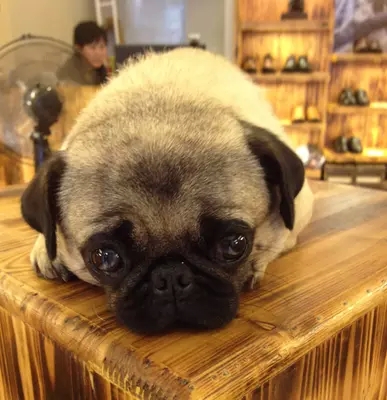 巴哥滑滑板怎么教,巴哥滑板训练